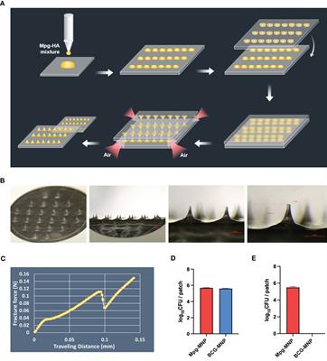 Protection against tuberculosis achieved by dissolving microneedle patches loaded with live Mycobacterium paragordonae in a BCG prime-boost strategy